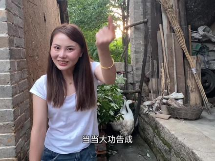 大白鹅到家的第一天,星星给它们搭一个简易的窝,看着有点潦草。#新农人计划2021 #乡村生活日记