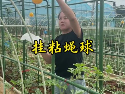 今年的虫害太多了,粘蝇球赶紧用起来#种菜#我的小菜园#种菜小技巧#自己种的纯天然的绿色蔬菜 #田园生活@DOU+小助手