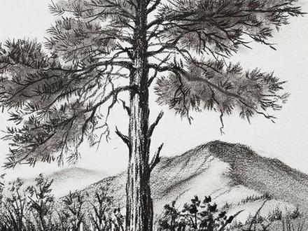 前方高能!!!这么好看又好学的松树,你不跟着学一学吗? #原创 #零基础学画画 #风景素描 #跟着抖音学画画 #绘画教程