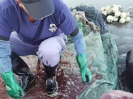 海蜇:不要惹我,小心给你哲进医院里 #海洋生物 #海蜇