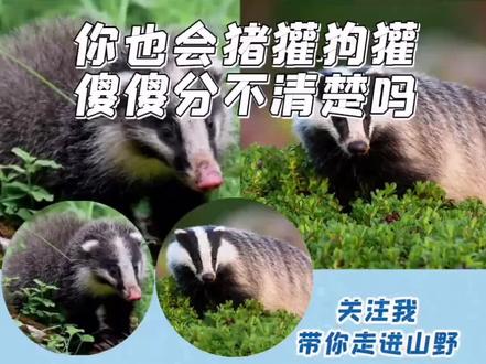 #猪獾 #狗獾 原来这样分辨!#涨知识 #动物世界 #奇妙的动物 #抖音自然