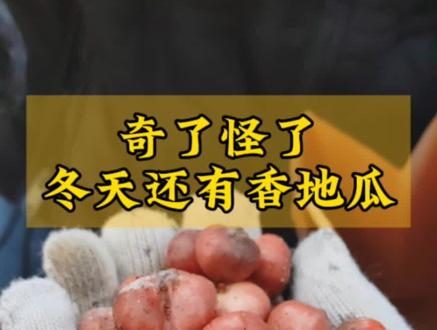 六月六,地瓜熟,七月半,地瓜烂,这句小时候的谚语被无情推翻了…成都的12月,居然还有香甜的野地瓜,小时候的味道,在冬季也品尝到啦。还偶遇了几窝野生山药,捡了一些酸枣,回家做酸枣糕#香地瓜 #野地瓜 #小時候的味道 #童年回忆 #亲子户外