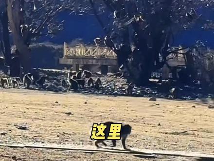 龙卷风紧急回山了,景区有狗,我推荐你可以去南宁青秀山看新春灯会。@好彩哥 更多精彩节目等你!#动物世界看人生百态 #动物的迷惑行为 #南宁青秀山 #旅游推荐官 #新春灯会