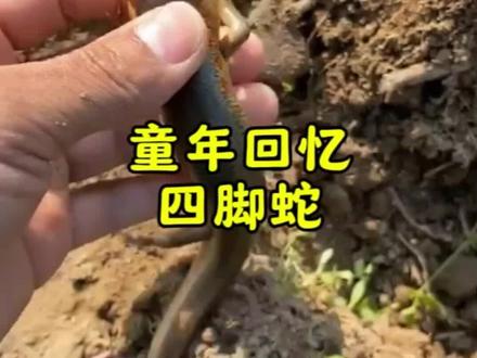 这种四脚蛇,你们家乡叫什么?#8090后的童年回忆