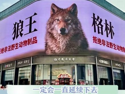 格林,你也是动物世界的主角了,可惜你看不到了#重返狼群 #李微漪 #格林 #保护动物 #狼