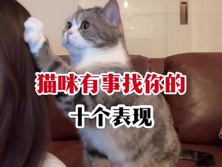 猫咪有事找你的十个表现#科学养宠攻略 #宠物知识 #养猫经验分享 #宠物健康 #养猫人