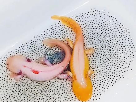 家人们又好像不是闹肚子了,六角恐龙吐的到底说啥啊?
#六角恐龙 #六角恐龙闹肚子 #六角恐龙产卵