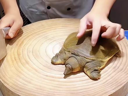 杀甲鱼误区大揭秘!砍头会让肉发腥?正确杀甲鱼方法在这里。 杀甲鱼必看!甲鱼血 ,油 ,皮处理不当,难怪你做的甲鱼腥味重。放血干净的秘诀,这样做出来的甲鱼肉嫩无腥,全家抢着吃。#甲鱼 #生活 #美食 #技巧 #海鲜
