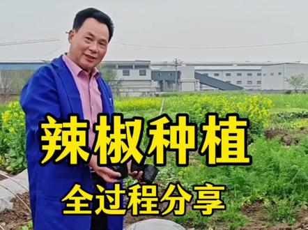 #种植小技巧 #我的乡村生活 #种菜 ,#辣椒种植 ,分享辣椒移栽方法与3项要掌握重点