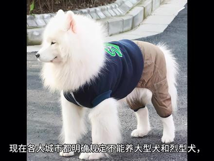 《每日一知识》 之 城市养狗,限养犬类名单