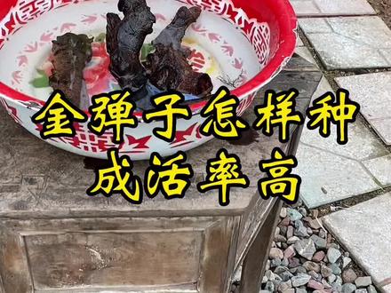 金弹子怎样种成活率高。#金弹子种植#抖音助农 #新农人计划 #金弹子