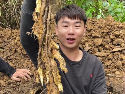 帮粉丝挖野生风铃山药,真是熟能生巧啦,现在挖得又快又顺手