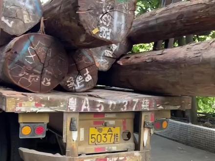 终于终于回来了~马来西亚🇲🇾坤甸木🐲🐲🐲