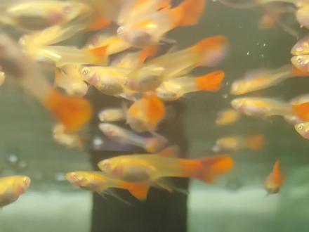 分辨孔雀鱼烧尾和烂尾病。怎么预防和治疗。#观赏鱼 #孔雀鱼 #养鱼