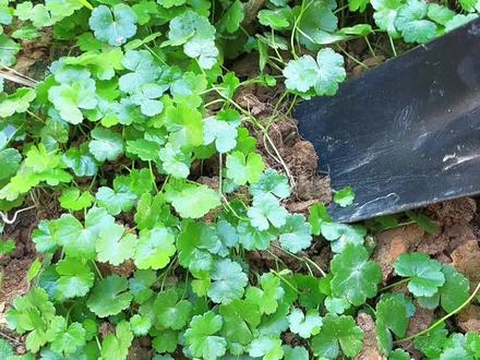 天胡荽也叫满天星,看看还有多少人知道它?#dou来广东百千万