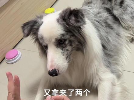 不要质疑边牧的智商#边牧是边牧 #陨石边牧 #聪明的边牧