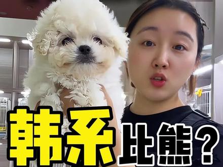 揭秘韩系比熊!!!#日常vlog #狗