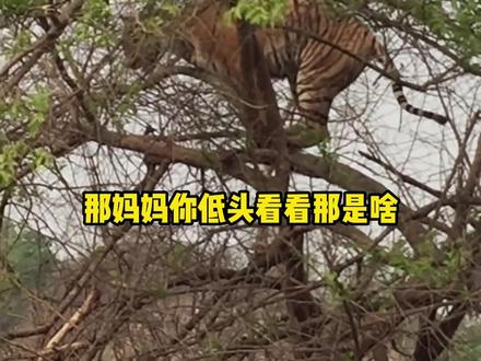 猴子:谁说老虎不会爬树的!#搞笑配音