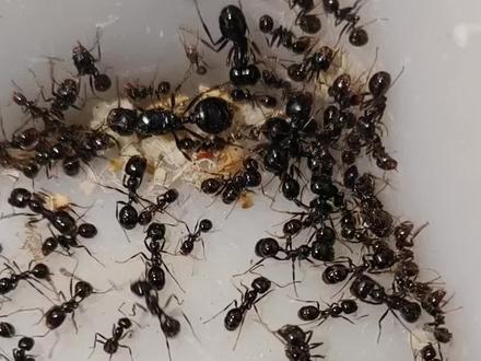 大头收获蚁一后800工-1000工,排第三,打架比较猛,温度25-30-挂种子有空喂点蟑螂,活动区放水就行