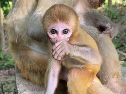 小子开始磨牙牙了#猴子