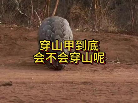 穿山甲的天敌到底是谁?#穿山甲#动物科普