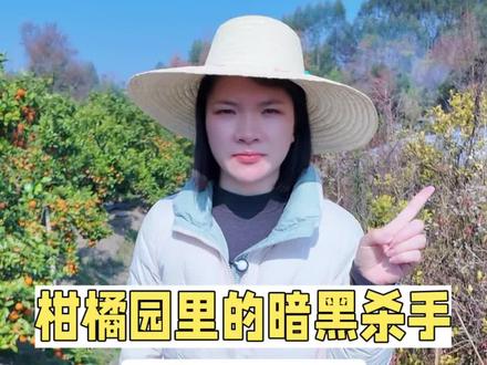 柑橘园的肥害和药害怎么解,记住这三步,关键时候能救树。#柑橘管理 #果树急救#肥害药害 #种植技术