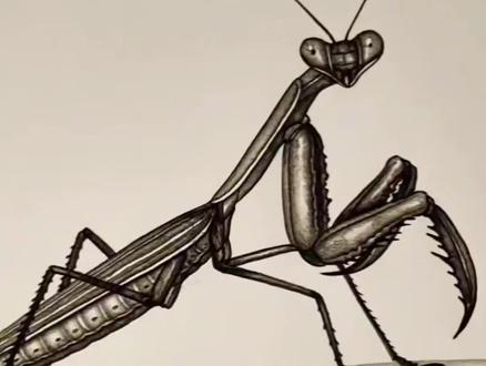 这个画法有点味#螳螂拳