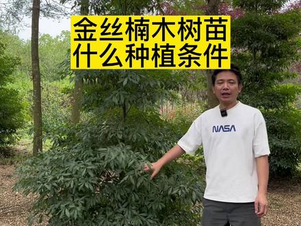 金丝楠木树苗种植条件要求#金丝楠 #金丝楠木树苗 #三农