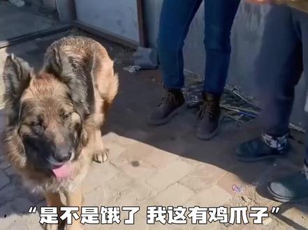 “清明节当天狗狗来到花摊前,拒绝老板的鸡爪,却要了一束花”