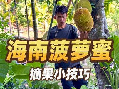 摘菠萝蜜之前先打屁股 原来用一根棍子就能轻松摘到树上的菠萝蜜,方法居然这么简单~#我的乡村生活 #菠萝蜜 #搞笑 #菠萝蜜的正确剥法 #抖音小助手dou上热门 @DOU+上热门 @抖音小助手