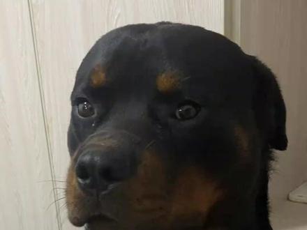 罗威纳冷知识 #罗威纳 #萌宠出道计划 #宠物