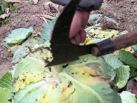 常温4小时后,这些家常菜再馋也别碰! #冷知识 #食品安全 #科普 #涨知识 #变质食物