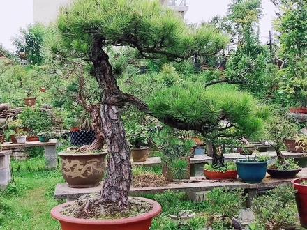 价值几千上万的山采黑松,为何被这么多爱好者收藏