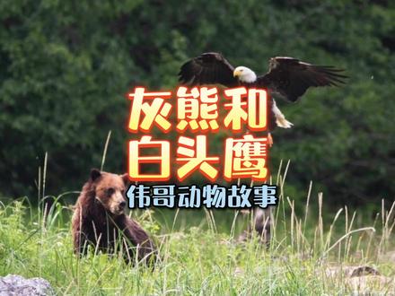 大毛熊大战鹰酱,您看好谁呢?#俄罗斯 #美国 #神奇动物在抖音