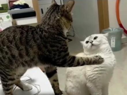 爱问薄荷动物猫#薄荷