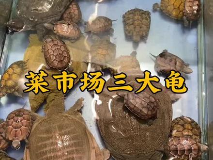 中国菜市场最常见的三种龟,今天我们一起来看看#巴西龟 #草龟 #甲鱼