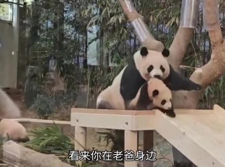 小熊猫说:今天这个树非上不可呗!熊说:围栏还得自己修 #动物配音 #搞笑配音 #动物成精 #搞笑 #熊猫
