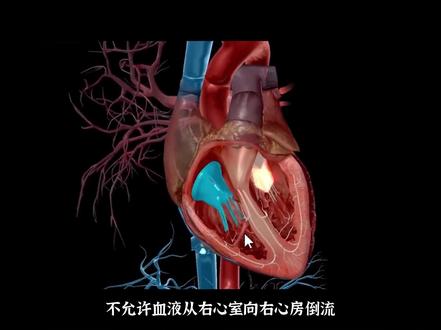 小动物犬猫心脏的心血管系统3D模拟动画 #医学动画 #心脏 #宠物医生 #心血管