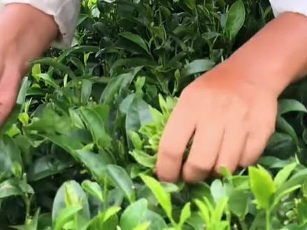 今天教大家如何正确用三指摘茶叶 #茶农茶事 #春茶采摘