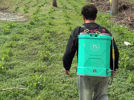 这个夏天会有吃不完的黄瓜番茄 #农村生活现实记 #用抖音记录人生 #八小只