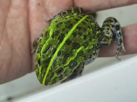 非牛苗子成长挑战记录~#爬宠 #异宠 #非洲牛蛙 #角蛙 #树蛙