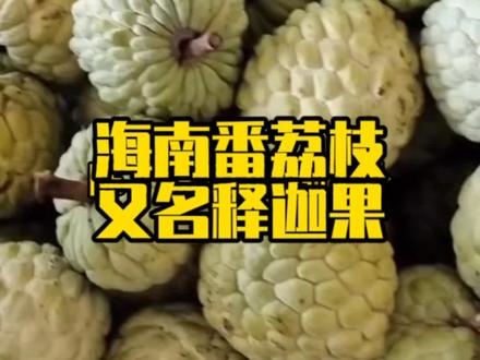 番荔枝,番邦引进,又名释迦果,甜度最高的水果,口感香甜,海南这种番荔枝有人吃过吗?#水果 #海南#释迦果