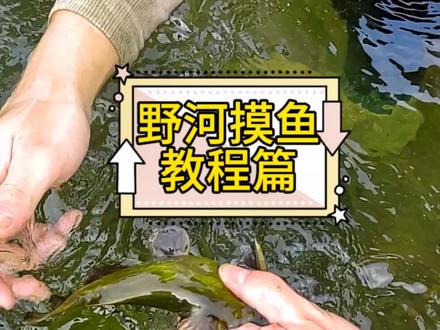 大家要的找窝、上鱼全过程来咯。欢迎各位新老手 交流探讨。#黄辣丁 #真实户外 #户外抓鱼技巧