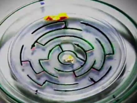 地表最强规划师,黏菌到底有多牛