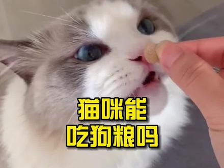 猫咪到底能不能吃狗粮呢?#萌宠 #猫 #猫咪 #家有萌宠 #喵星人 #猫吃狗粮 #科普知识