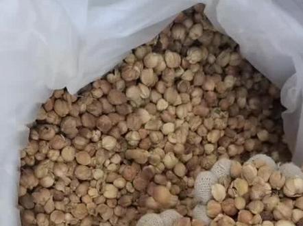 最新白豆蔻行情动态。#白豆蔻 #香料 #中药材行情分析#白蔻行情