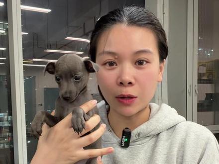 意大利小灵缇这么多颜色,你最喜欢哪一种#灵缇犬 #意大利小灵缇 #意大利小灵缇犬 #杭州宠物店 #意大利小灵缇宝宝