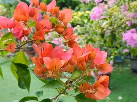 推荐一款红色三角梅,暗斑夕阳红花如其名,关键非常勤花 #三角梅 #暗斑夕阳红 #红色三角梅 #阳仔爱种花 #勤花三角梅