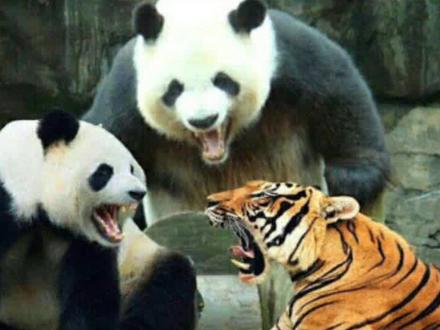 熊猫打得赢老虎吗?#大熊猫 #国宝熊猫 #老虎 @抖音创作者中心 @抖音小助手 @抖音
