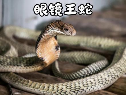这可不是普通的眼镜蛇!它是过山风——被称为“万蛇之王”的存在!在野外要是敢去捡它,那真的是拿命在开玩笑!#蛇的种类大全 #眼镜王蛇 #眼镜王蛇攻击性 #蛇类纪录片
